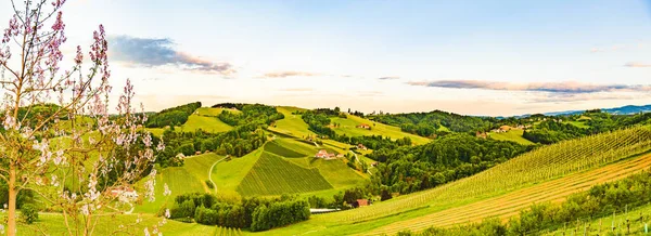 Leibnitz Steinbach Teki Üzüm Bağları Manzarası Güney Styria Daki Ünlü — Stok fotoğraf