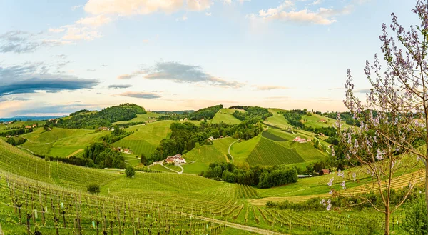 Panorama Vigneti Steinbach Leibnitz Zona Famosa Destinazione Zona Strada Del — Foto Stock