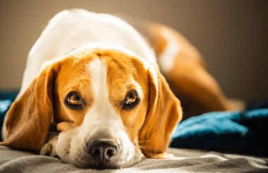 Beagle dog yorgun parlak bir odada bir kanepede uyur. Pencereden içeri güneş ışığı giriyor. Köpek güneşli odada dinleniyor..