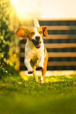 Bahçede üç renkli Beagle köpeği eğlencesi koşuyor ve kameraya doğru top ile zıplıyor.