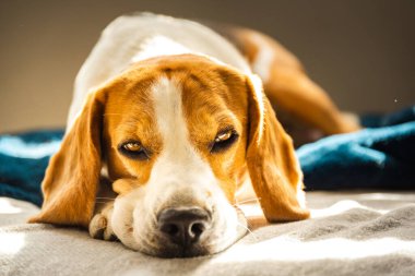 Beagle dog yorgun parlak bir odada bir kanepede uyur. Pencereden içeri güneş ışığı giriyor. Köpek güneşli odada dinleniyor..