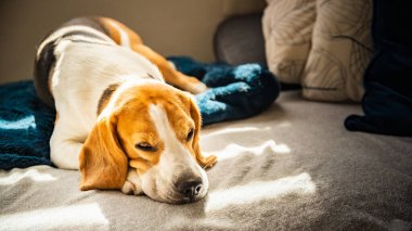 Beagle dog yorgun parlak bir odada bir kanepede uyur. Pencereden içeri güneş ışığı giriyor. Köpek güneşli odada dinleniyor..