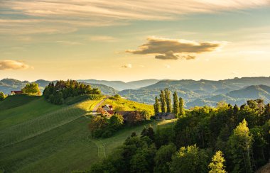 Güney Styria üzüm bağları, Gamlitz, Avusturya, Avrupa yakınlarında. Baharda üzüm tepelerinin şarap yolu manzarası.