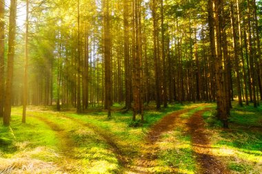Ağaçların arasından gelen güneş ışınları olan güzel yeşil orman.
