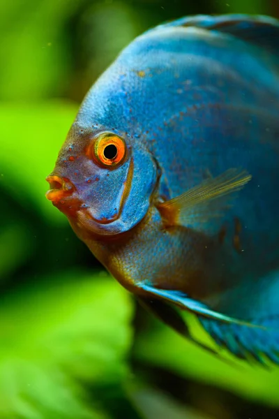 Blue Fish Spieces Symphysodon Discus Aquarium Freshwater Aquaria Concept — Stock Photo, Image