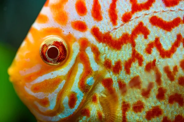 Colorful Fish Spieces Symphysodon Discus Aquarium Freshwater Aquaria Concept — Stock Photo, Image