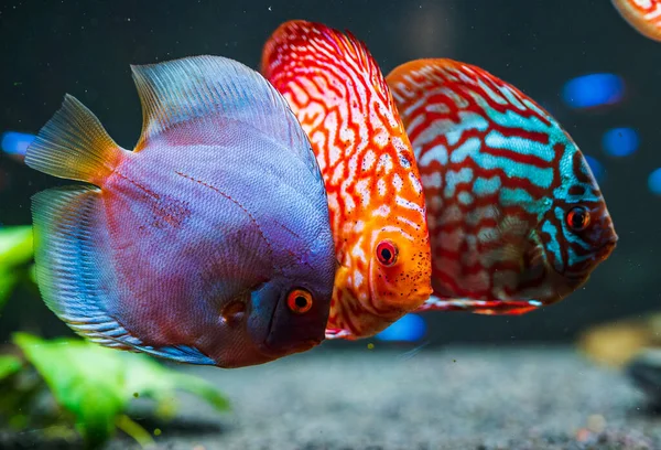 Kolorowe Ryby Spieces Dysk Symphysodon Akwarium Koncepcja Akwariów Słodkowodnych — Zdjęcie stockowe