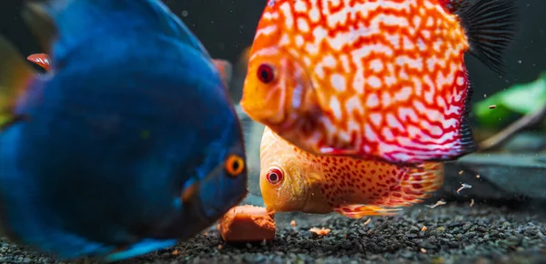 Peces Coloridos Los Trozos Symphysodon Discus Acuario Alimentándose Cubo Carne — Foto de Stock