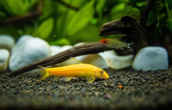 Pemakan Alga Cina Kuning Gyrinocheilus Dalam Akuarium Ikan Membersihkan Kerikil — Stok Foto