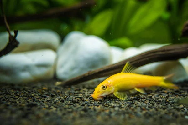 黄色の中国の藻類の食べる人 魚タンクのクリーニング砂利でGrynocheilus — ストック写真