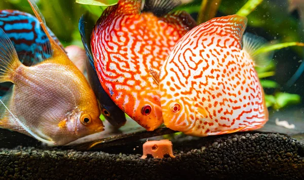 Coloridos Peces Las Piezas Symphysodon Discus Angelfish Acuario Alimentándose Cubo — Foto de Stock
