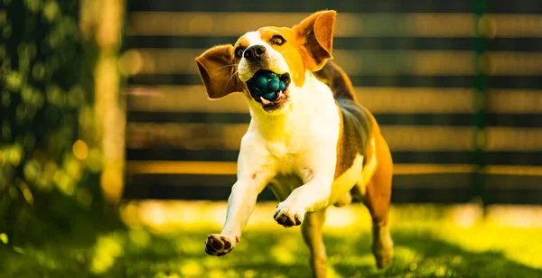 Beautifull Trzy Kolory Beagle Pies Zabawy Ogrodzie Świeżym Powietrzu Biegać — Zdjęcie stockowe
