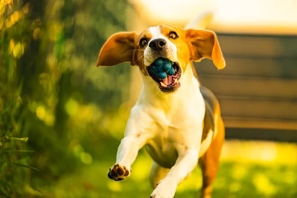 Bahçede Renkli Beagle Köpeği Eğlencesi Koşuyor Kameraya Doğru Top Ile — Stok fotoğraf