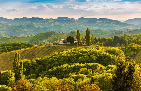 Paisagem Vinhas Styria Sul Perto Gamlitz Áustria Europa Vista Das — Fotografia de Stock