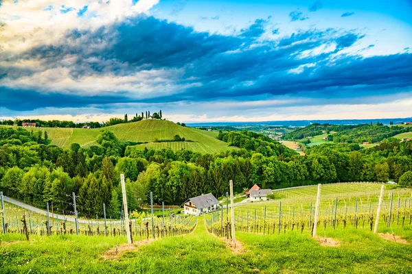 Sud Stiria Vigneti Paesaggio Vicino Gamlitz Austria Europa Uva Colline — Foto Stock