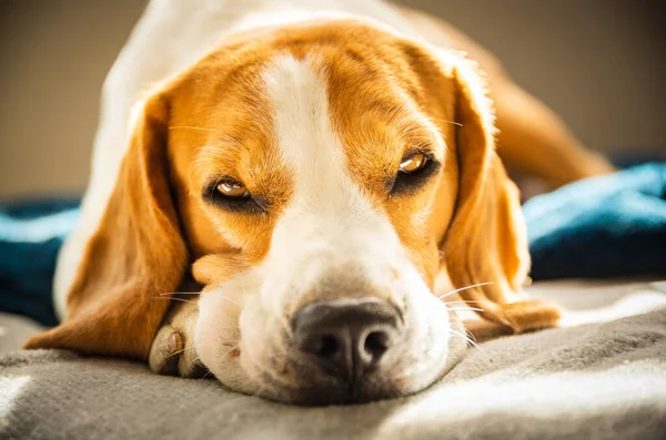 Beagle Pies Zmęczony Śpi Kanapie Jasnym Pokoju Słońce Świeci Przez — Zdjęcie stockowe