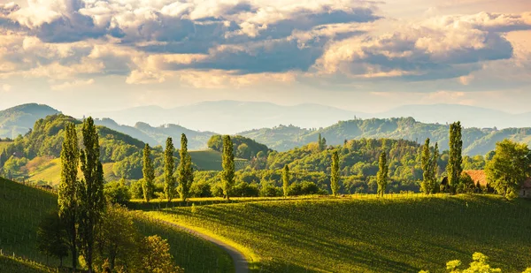 南スタイリアのブドウ畑の風景 ガムリッツの近く オーストリア ヨーロッパ 春のワインロードからのブドウの丘ビュー — ストック写真