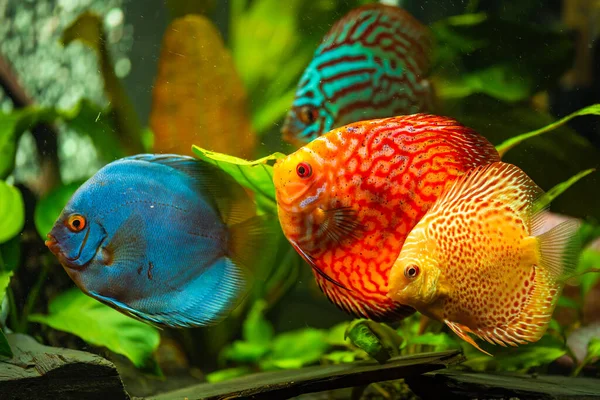 Pesci Colorati Dalle Spie Symphysodon Discus Acquario Concetto Acquari Acqua Foto Stock