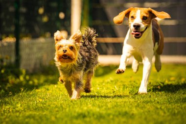 Şirin Yorkshire Terrier köpeği ve av köpeği arka bahçede birbirlerini yiyorlar. Oyuncakla kameraya doğru koşuyor ve zıplıyor.