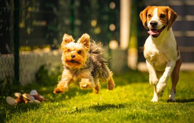 Şirin Yorkshire Terrier köpeği ve av köpeği arka bahçede birbirlerini yiyorlar. Oyuncakla kameraya doğru koşuyor ve zıplıyor.