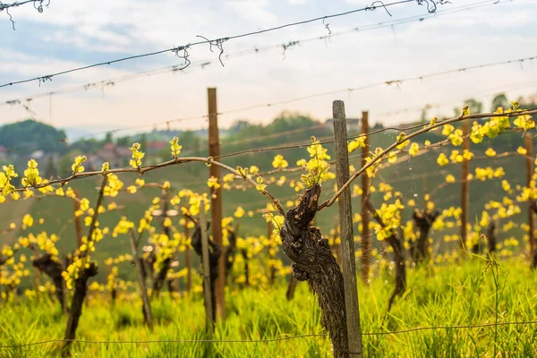 Plodiny Hroznů Pěstované Víno Jaro Rakouských Vinicích Jižní Štýrsko Turistické — Stock fotografie