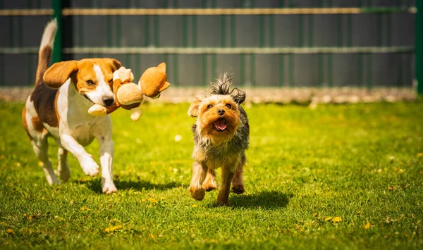 Cute Yorkshire Terrier Pies Pies Beagle Chese Siebie Podwórku Bieganie — Zdjęcie stockowe