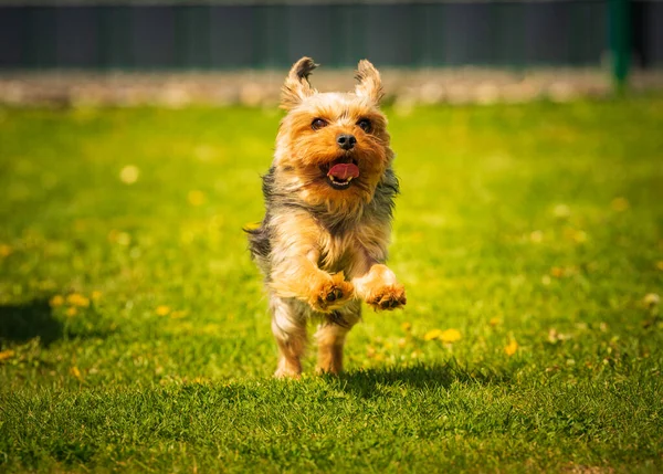 Increíble Yorkshire Terrier Divierte Corriendo Saltando Hacia Cámara Copiar Espacio — Foto de Stock