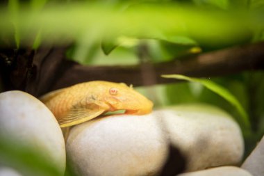 Altın Ancistrus pleco yayın balığı erkek albino kıllı tropik tatlı su akvaryumu balığı. Albino yosun yiyici. seçici odağı kapat.