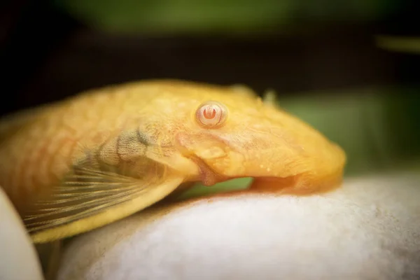 Golden Ancient Strus Pleco Catfish Male Albino Bristle Nose Tropical — стокове фото