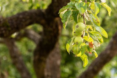 Arkaplanda yetişen bir avuç yeşil elma.
