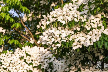 White flowers on a tree Kousa Dogwood Blossoms. Flower background clipart