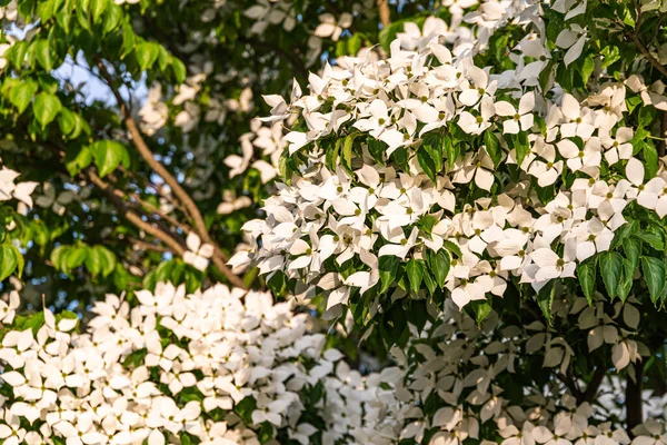 White Flowers Tree Kousa Dogwood Blossoms Flower Background — Stock Photo, Image