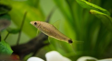 Crossocheilus reticulatus silver fox, Güneydoğu Asya 'da yaşayan bir tatlı su balığıdır.