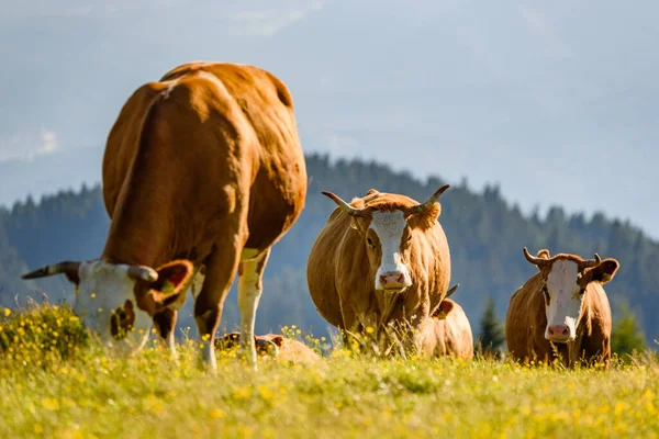 Kor Äng Alperna Österrike Schockl Berg Ovanför Graz Plats Att — Stockfoto