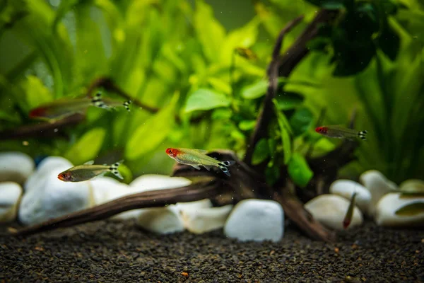 Rummy Nose Tetra Hemigrammus Bleheri Planted Aquaruim Hobby Concept — Stock Photo, Image