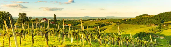 Panorama Vineyards Hills South Styria Austria Tuscany Place Visit Landscape — Stock Photo, Image