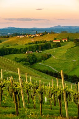 South styria vineyards landscape, near Gamlitz, Austria, Europe. Grape hills view from wine road in spring. clipart