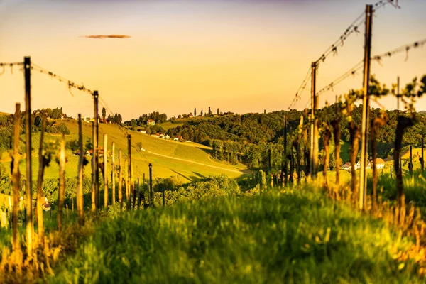 Sur Estiria Viñedos Paisaje Cerca Gamlitz Austria Europa Vista Las — Foto de Stock