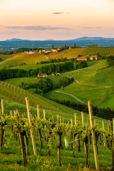 Paisagem Vinhas Styria Sul Perto Gamlitz Áustria Europa Vista Das — Fotografia de Stock