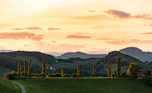 South styria vineyards landscape, near Gamlitz, Austria, Europe. Grape hills view from wine road in spring.