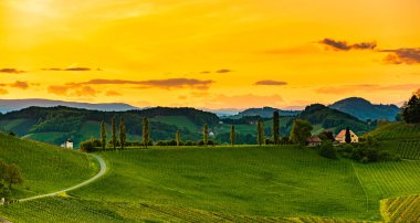 Güney Styria üzüm bağları, Gamlitz, Avusturya, Avrupa yakınlarında. Baharda üzüm tepelerinin şarap yolu manzarası.
