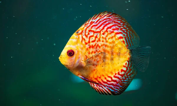 Colorful Fish Spieces Symphysodon Discus Aquarium Closeup Selective Focus — Stock Photo, Image