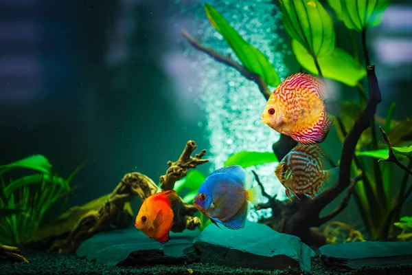 Kolorowe Ryby Spieces Dysk Symphysodon Akwarium Zbliżenie Selektywne Ukierunkowanie — Zdjęcie stockowe