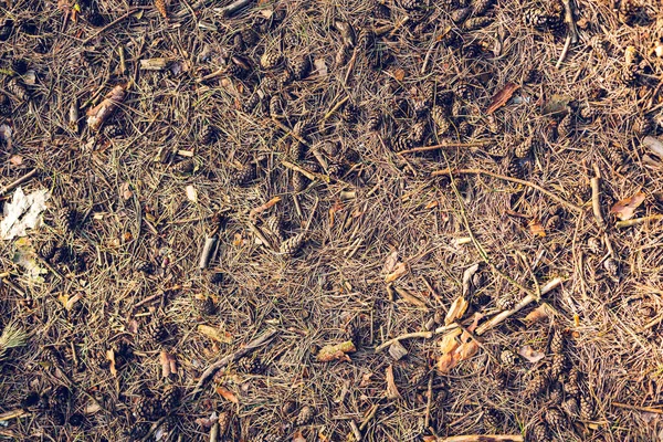 Tannenzapfen Und Zweige Auf Dem Waldboden Natur Hintergrund — Stockfoto