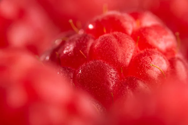 Frescas Frambuesas Dulces Cerca Fondo Macro Fondo Desenfocado Enfoque Selectivo — Foto de Stock