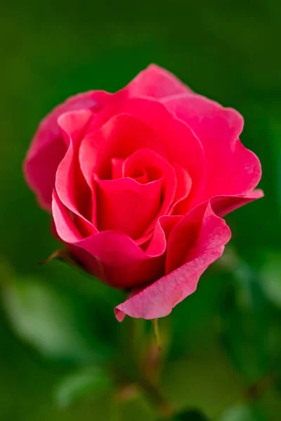 Czerwony Kwiat Róży Słoneczny Dzień Rozmytym Tle Zielone Zdjęcie Pionowe — Zdjęcie stockowe