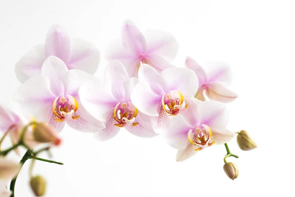 Açık Pembe Orkide Çiçekleri Beyaz Arka Planda Izole Edilmiş Yakın — Stok fotoğraf