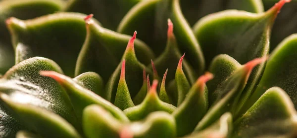 Absztrakt Közelkép Zamatos Növény Színes Természetes Rozetta Mintájáról Echeveria Capri — Stock Fotó