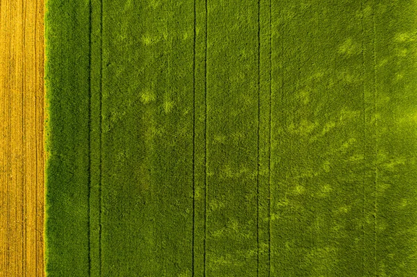 Πράσινο Πεδίο Στην Αγροτική Περιοχή Τοπίο Των Γεωργικών Αγρών Δημητριακών — Φωτογραφία Αρχείου
