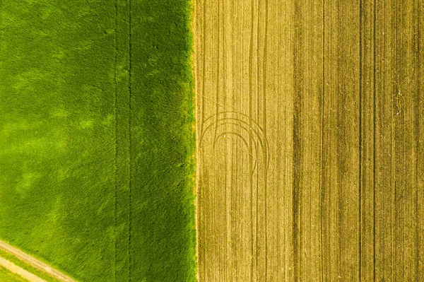 Green field in rural area. Landscape of agricultural cereal fields. Aerial view